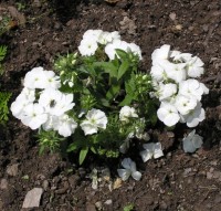 /album/phlox/flox-skalkovy3-jpg/